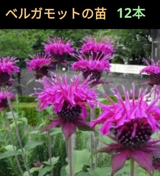 ベルガモットピンクの苗12本