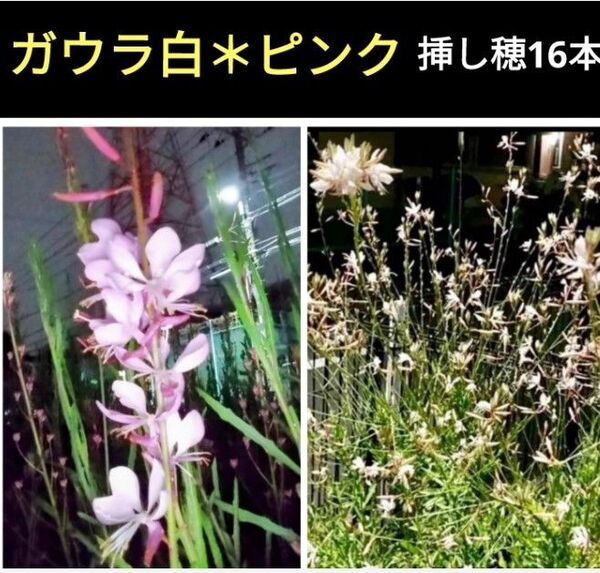 ガウラ*白とピンクの挿し穂8本ずつのセット