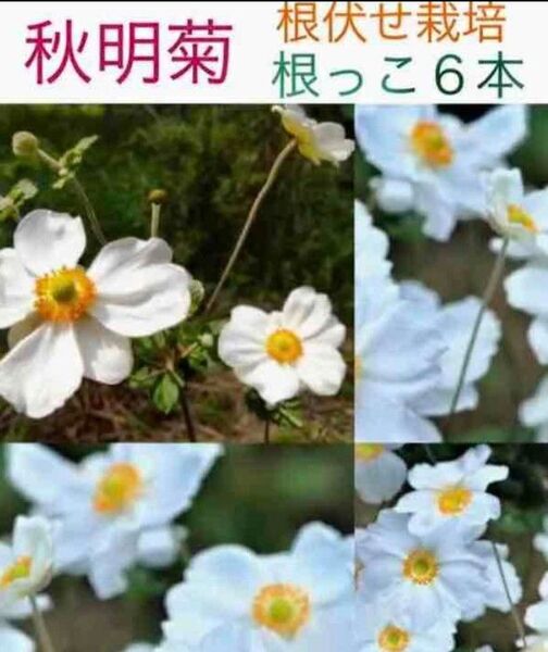シュウメイギクの根っこ6本