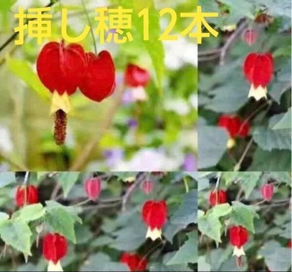 チロリアンランプの挿し穂12本