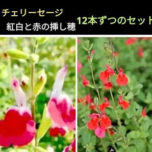 チェリーセージ*紅白と赤の挿し穂12本ずつ
