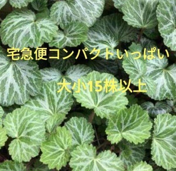 ユキノシタの株*宅急便コンパクトにいっぱい
