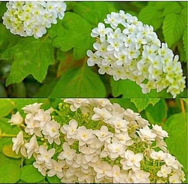 柏葉アジサイの挿し穂8本