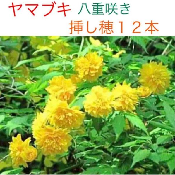 八重咲きのヤマブキ*挿し穂12本