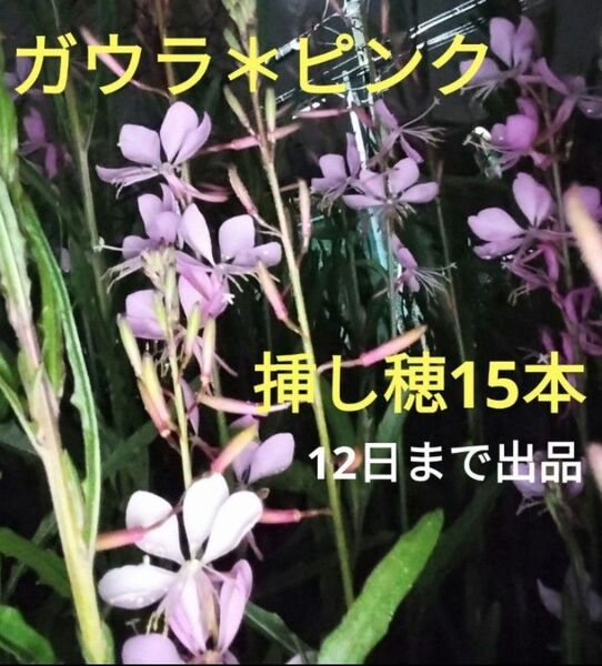 ガウラ*ピンクの挿し穂15本