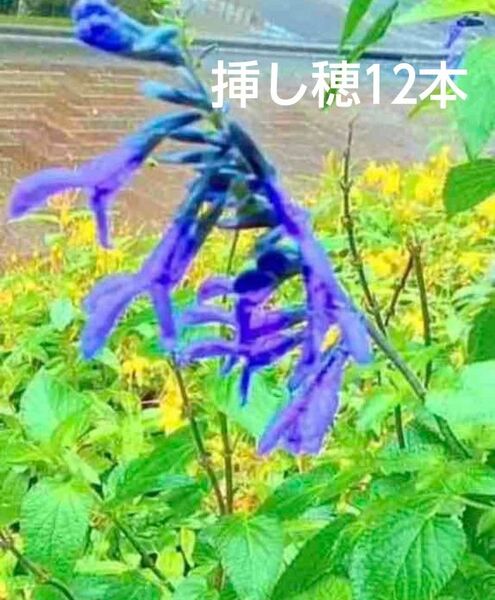 メッセージの挿し穂12本