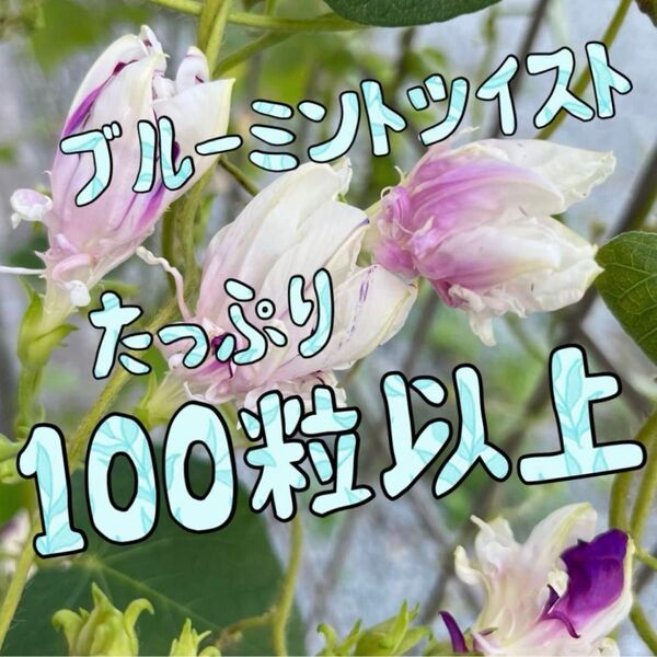 朝顔の種 ブルーミントツイストたっぷり100粒以上