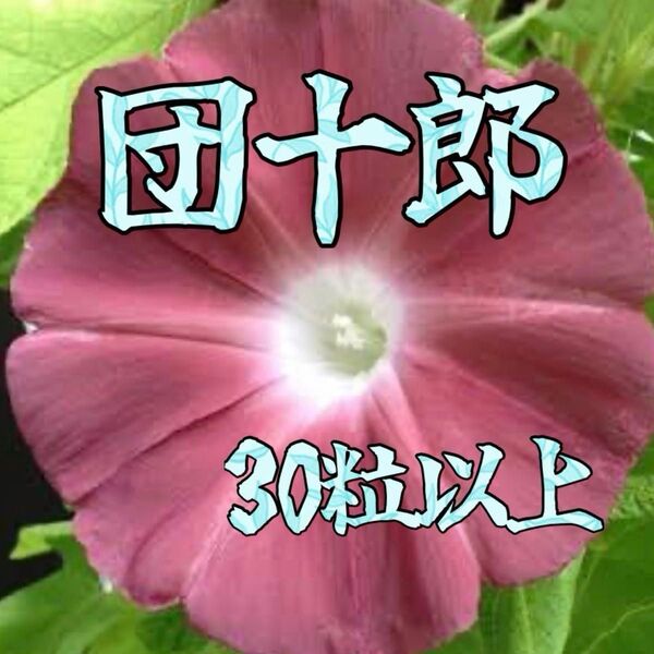 朝顔の種 団十郎 30粒以上 ライムグリーンの蝉葉&海老茶色の日輪抜けのお花 グリーンカーテンを作ろう!
