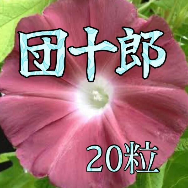 朝顔の種 団十郎 20粒以上 ライムグリーンの蝉葉&海老茶色の日輪抜けのお花 グリーンカーテンを作ろう!