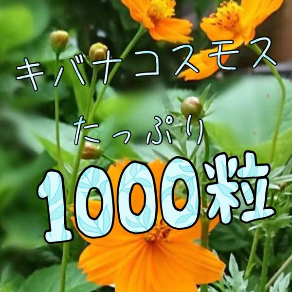 キバナコスモスの種たっぷり1000粒以上!!