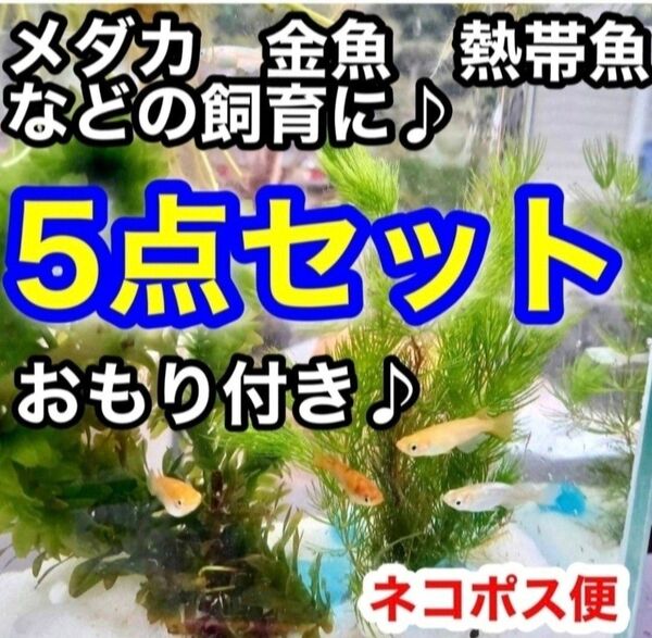 天然 水草5点セット 【おもり5個】 アナカリス ミリオフィラム アカウキクサ めだか アマゾンフロッグピット 熱帯魚