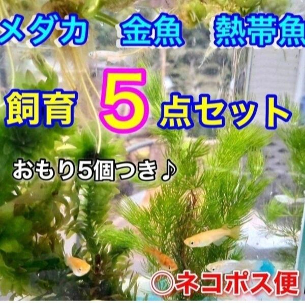 天然 水草5点セット 【おもり5個】 アナカリス ミリオフィラム アカウキクサ めだか アマゾンフロッグピット 熱帯魚