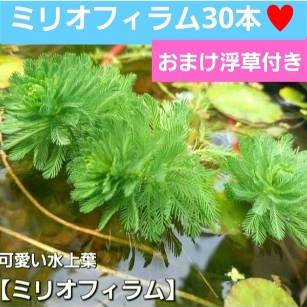 水草セット ミリオフィラム30本 水上葉 浮草プレゼント 天然無農薬 アナカリス追加可能 オレンジミリオフィラム