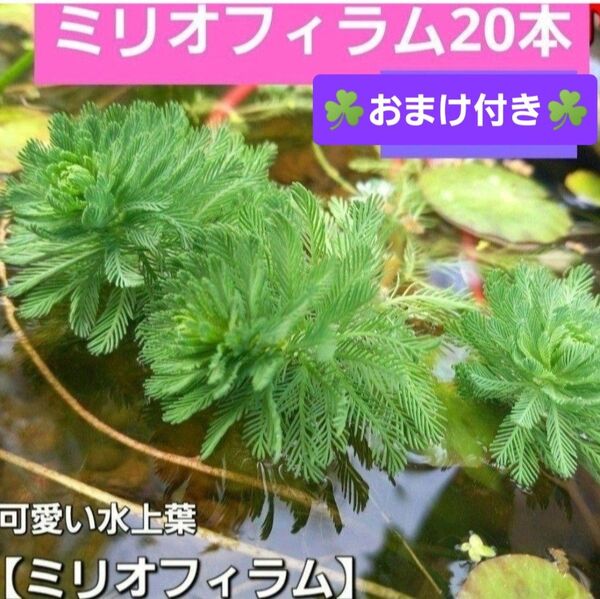 水草セット ミリオフィラム20本 水上葉 浮草プレゼント 天然無農薬 アナカリス追加可能 オレンジミリオフィラム
