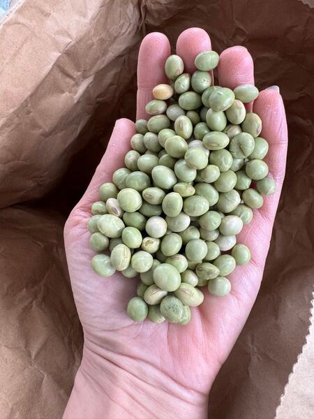 令和6年度秋田県産 青大豆 秘伝豆 4.8キロ