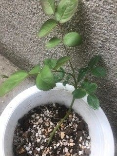 品種不明 ピンク バラ 薔薇 挿し木 挿木 苗 中輪