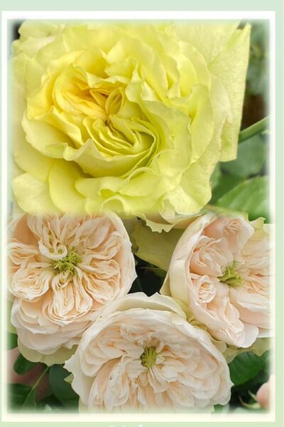 バラ 接木大苗 挿し木苗 Whitbey abbey super green レア 薔薇海外品種 希少 入手困難
