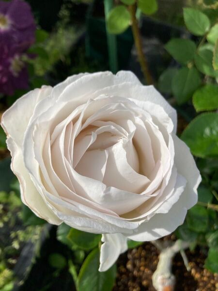 バラ 接木大苗 パブロワ 四季咲き デルバール グレイがかったホワイトローズ 強香 薔薇