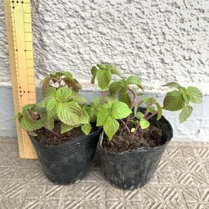 エゴマの苗 ネコポス発送