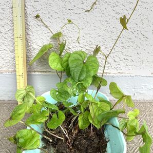 長芋 むかご発芽 抜き苗A