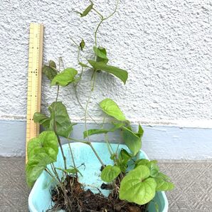長芋 むかご発芽 抜き苗B