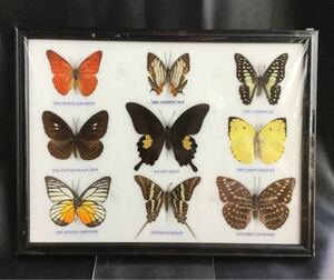 蝶の標本 9匹 14