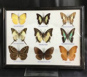 蝶の標本 9匹 13