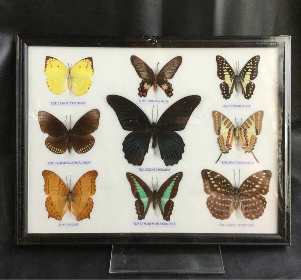蝶の標本 9匹 11