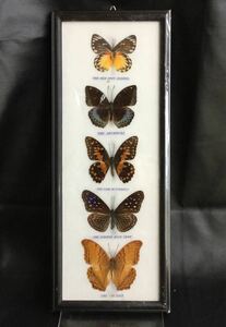 蝶の標本 5匹 8