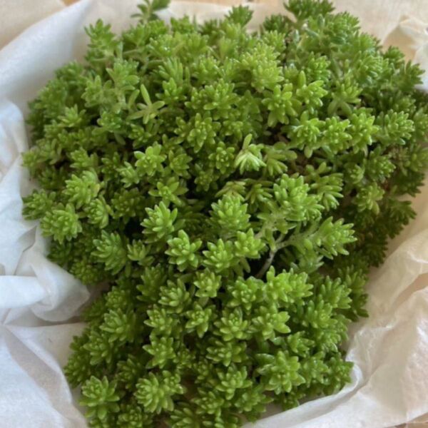 多肉植物 マンネングサ セダム 根付 根はついています モリモリ増える カット苗 寄せ植えにも グランドカバー!