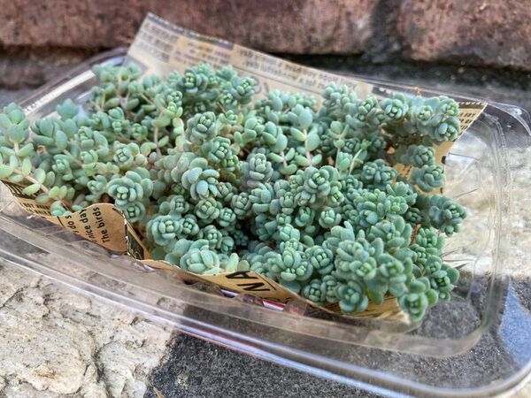 多肉植物 ブレビフォリウム セダム カット苗 根はついています モコモコ増える!!グランドカバー 寄せ植え 多肉弁当