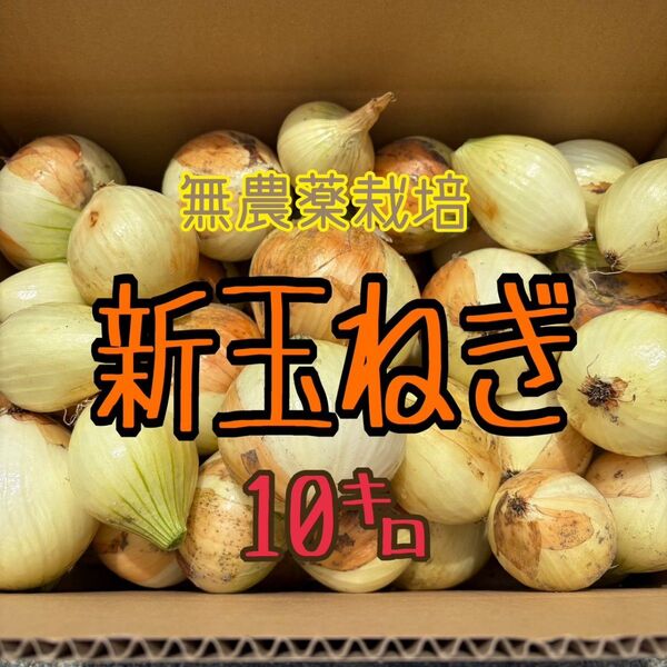 新玉ねぎ 無農薬栽培 10kg 新鮮
