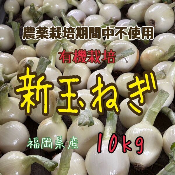 新玉ねぎ 農薬栽培期間中不使用 10kg 早生品種