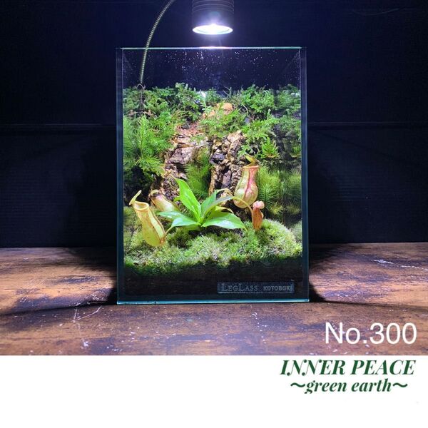 No.300 苔アート 苔テラリウム 食虫植物 ウツボカズラ 完成品