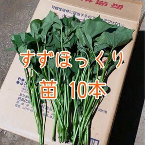 さつまいも すずほっくり 苗 10本