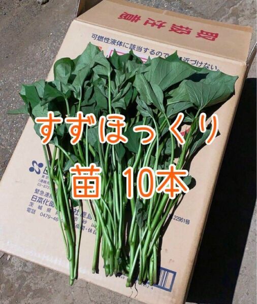 さつまいも すずほっくり 苗 10本