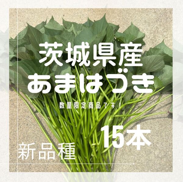 さつまいも あまはづき 苗 15本 数量限定