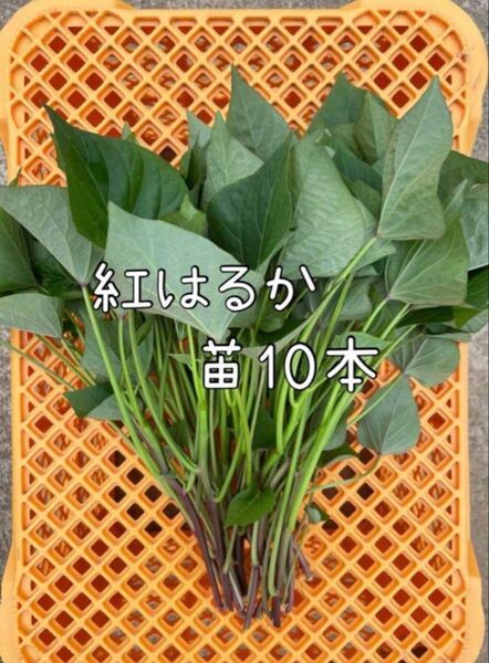 さつまいも 紅はるか 苗 10本