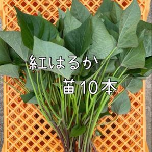 さつまいも 紅はるか 苗 10本