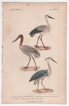 1837年 Cuvier Animal Kingdom 手彩色 鋼版画 コウノトリ科 シュバシコウ アメリカトキコウ サギ科 アオサギ 博物画_画像1