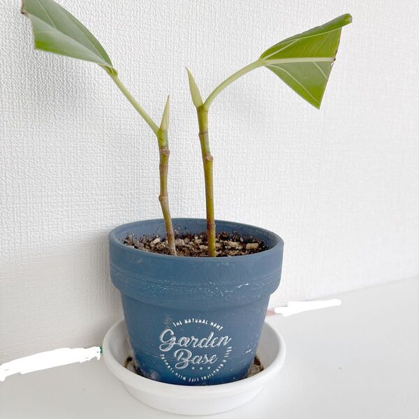 ☆送料込☆ 観葉植物 アルテシマ アルティシマ フィカス インテリアグリーン ミニ観葉 金運 魔除け 仕事運 アップ 風水