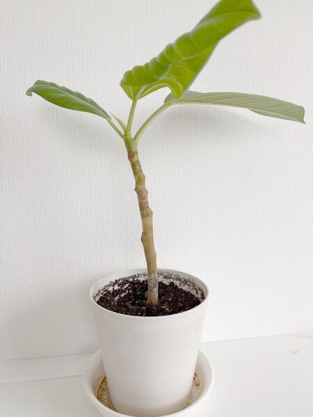送料込 観葉植物 フィカス アルテシマ 鉢植え インテリアグリーン オアシス 幸福 風水 幸せ ③