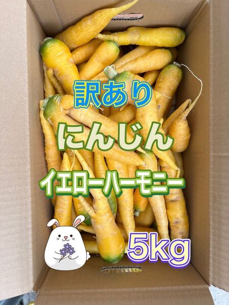 【黄5】淡路島産 訳あり 黄色 人参 にんじん 5kg