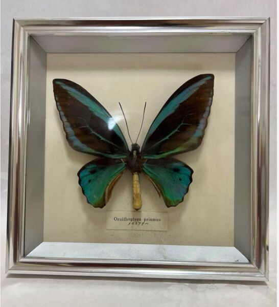 希少【蝶標本】メガネネアゲハ極上品・蝶標本採取現状品のみケース20x19cm