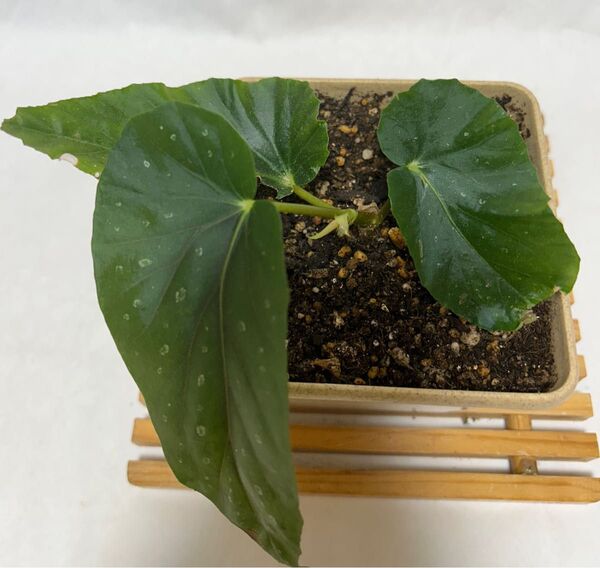 木立ち性ベゴニア ミセスハシモトピンク抜き苗1株