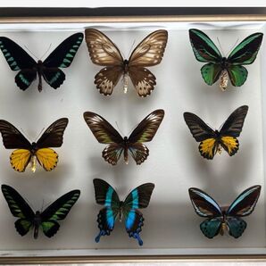 蝶標本木箱現状品のみドイツケース約50x50x6cm