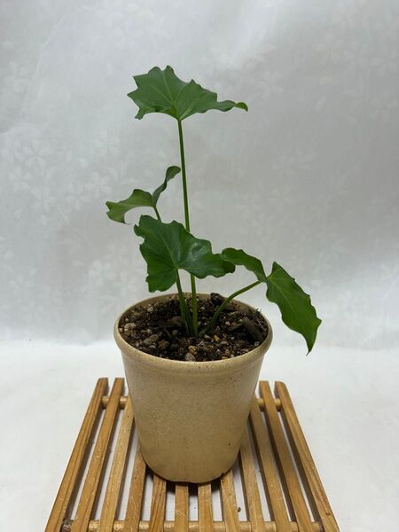 フィロデンドロン セローム 抜き株1株観葉植物