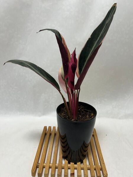 ストロマンテサンギネア トリオスター 熱帯植物 観葉植物抜き苗1株