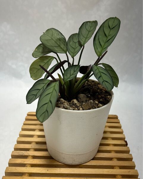 クテナンセ・バーレマルクシー美しい観葉植物 抜き苗1株