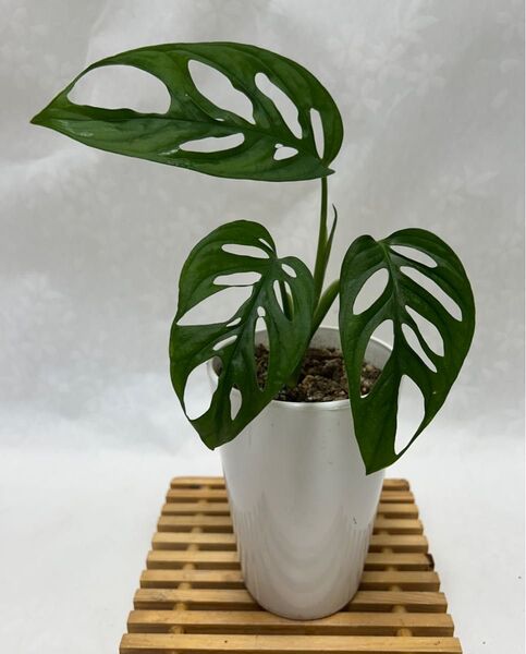 マドカズラ 抜き苗 1株 観葉植物